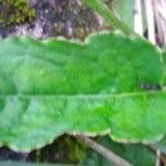 Chaptalia texana Leaf