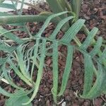 Philodendron pedatum Лист