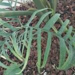 Philodendron pedatum Folha