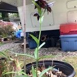 Fritillaria camschatcensis Flower