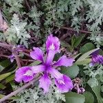 Iris douglasiana Fleur