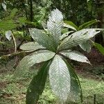 Pradosia atroviolacea Leaf