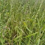Aegilops ventricosa Fula