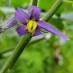 Solanum mammosum Blomma