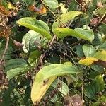 Smilax tamnoides Leaf