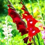 Gladiolus communisFlower