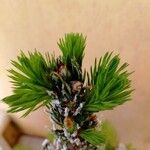 Pinus aristata पत्ता