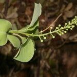 Stegnosperma cubense Fruit