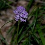 Neotinea tridentata Flower