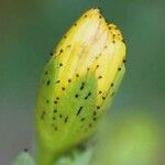 Hypericum humifusum 花