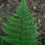 Dryopteris carthusiana برگ