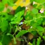 Salvia occidentalis Flor