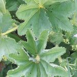 Alchemilla subcrenata Feuille