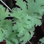 Pelargonium odoratissimum 葉