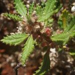 Forsskaolea angustifolia Blüte