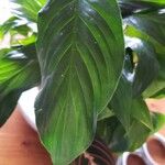 Spathiphyllum wallisii Yaprak