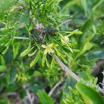 Pavetta gardeniifolia Fiore