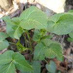 Thaspium trifoliatum Blatt