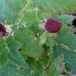 Fragaria vesca 葉