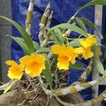 Dendrobium chrysotoxum موطن