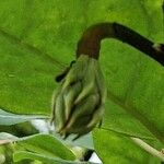 Magnolia sieboldii Fruit