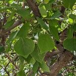 Erythrina americana Hoja