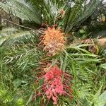 Grevillea banksiiFlower