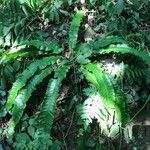 Asplenium scolopendrium Buveinė