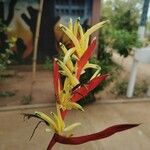 Heliconia psittacorumFlower