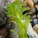 Elodea canadensis Hoja