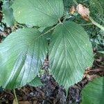 Rubus foliosus Blatt