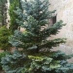 Picea pungensCasca