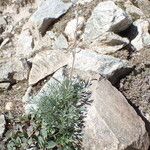 Artemisia umbelliformis Habitus