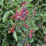 Amelanchier alnifolia Fruit