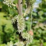Salix aurita Fruit