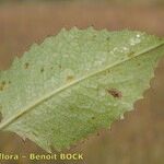 Klasea lycopifolia Blad