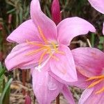 Zephyranthes carinata Květ