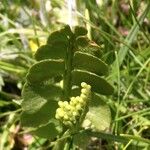 Botrychium lunaria 樹皮