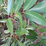 Cunonia capensis Hoja