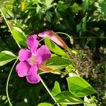 Bignonia magnifica Flower