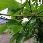 Passiflora edulis Leaf