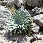 Saxifraga longifolia Leaf