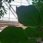 Oreopanax nymphaeifolius Hoja