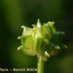Ranunculus × polyanthemoides