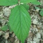 Rubus nigricans Blatt