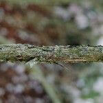 Rhododendron argyrophyllum Bark