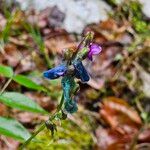 Lathyrus vernus Fula