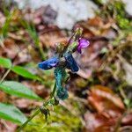 Lathyrus vernus Flor