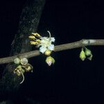 Mouriri grandiflora Flower