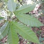 Vitex triflora Folha